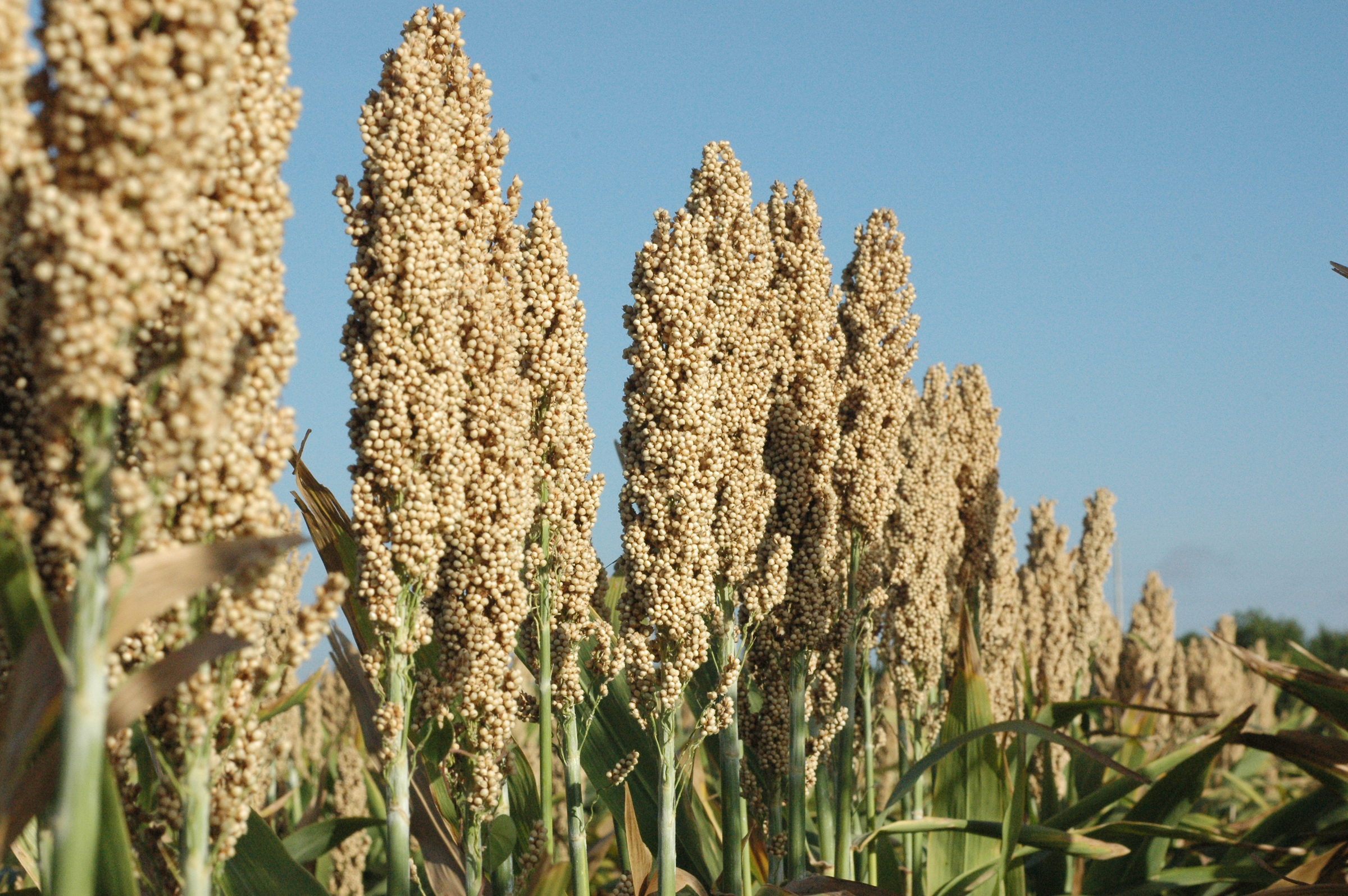 Jowar